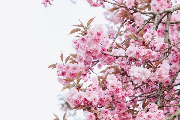 Ramos de flores de cereja. Linda Sakura no jardim — Fotografia de Stock