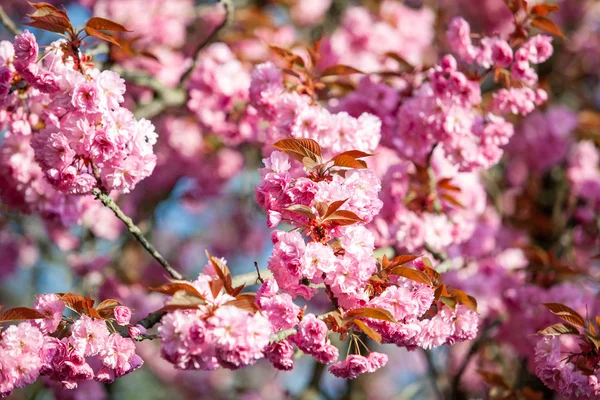 Filialer till ett blommande äppelträd. Blommande äppelträd i den vita trädgården — Stockfoto