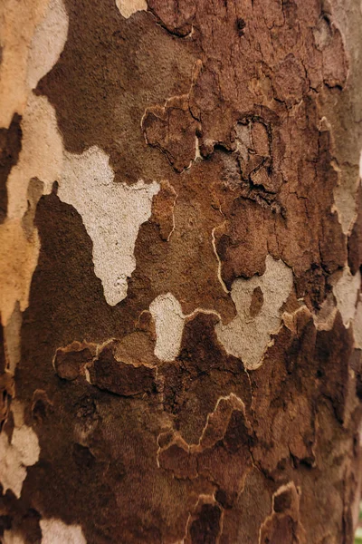 Textura de madera. Textura de corteza de árbol. Hermosa corteza de árbol . —  Fotos de Stock