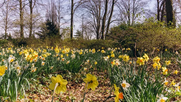 Campo dei narcisi primaverili. Prato verde con narcisi in fiore . — Foto Stock