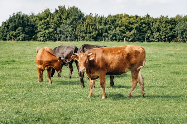 Vacas leiteiras a pastar no prado. Vacas pastam na grama verde . — Fotografia de Stock