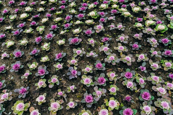 庭の装飾キャベツの紫色のフィールド — ストック写真