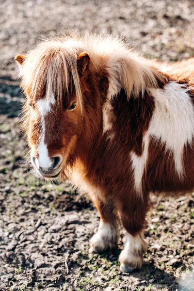 Shetland Pony pastando en un prado verde. Los ponis caminan sobre un claro verde. Un pony con una melena grande . —  Fotos de Stock