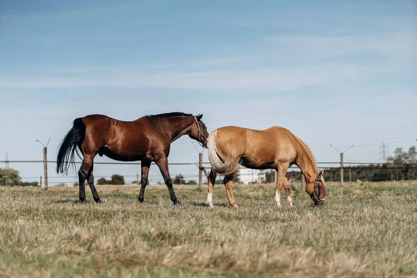 At çiftliği. At çiftliğindeki atlar. At çiftliğinde atlar otlar.. — Stok fotoğraf