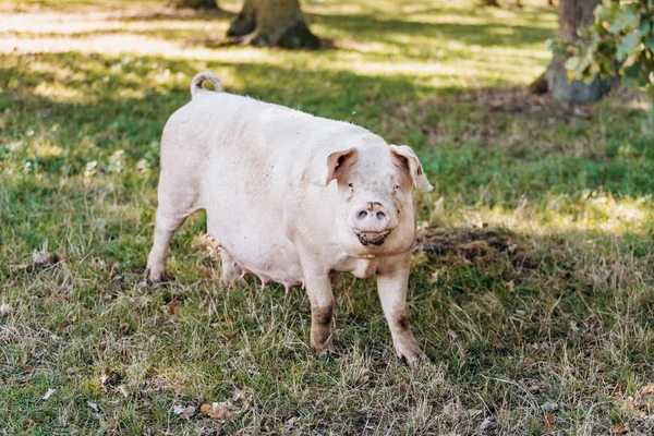 Свинья позирует перед камерой на зеленом травяном лугу — стоковое фото