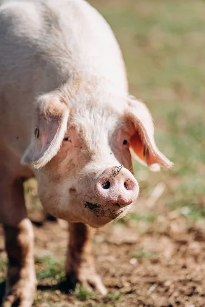 Varkens grazen op de boerderij. Varkens en kwekerijen. — Stockfoto