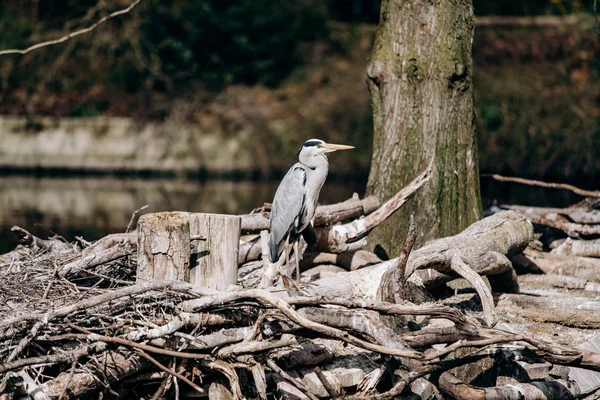 Grey heron looks forward staying on the dry branch — Stock Photo, Image