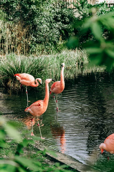 Los flamencos caminan en un pequeño lago. Alrededor del lago alto las hierbas . — Foto de Stock