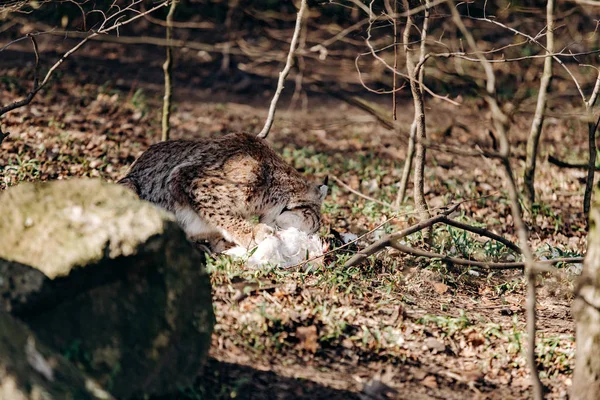 Lynx a comer. Lynx com presas na boca. Lynx pegou presa e come — Fotografia de Stock