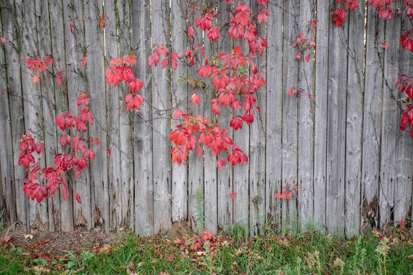 Kırsal ahşap arka planda parlak kırmızı üzüm sarmaşığı yaprakları. Sonbahar sezonu. Vahşi üzüm yapraklarının arkaplan dokusu — Stok fotoğraf