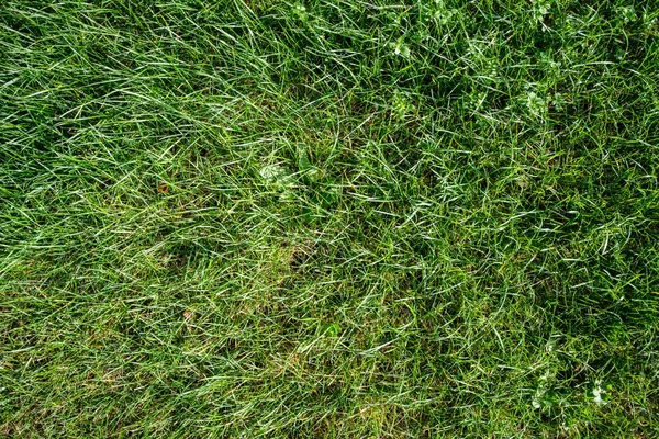 Grönt gräs naturlig bakgrund. Högst upp. Grönt gräs struktur. — Stockfoto