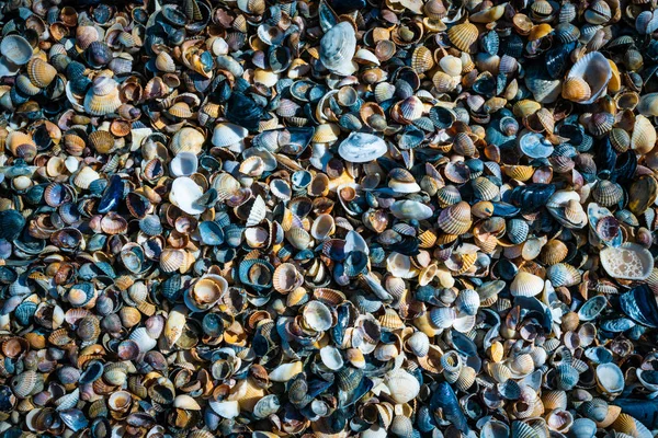 Uma coleção de conchas em uma praia do mar - textura de fundo — Fotografia de Stock