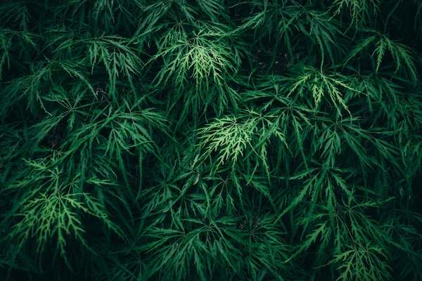 Natuur achtergrond. groene bladeren. abstract groen blad — Stockfoto