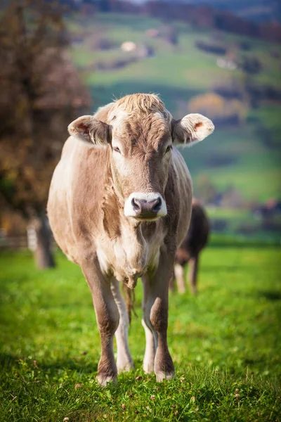 Όμορφη νεαρή αγελάδα σε βοσκότοπο. αγελάδα σε λιβάδι — Φωτογραφία Αρχείου