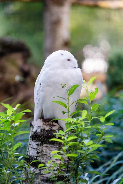 Портрет красивой снежной совы. Бубо-скандиакус . — стоковое фото