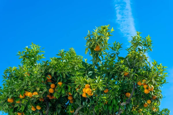 熟した果実と北京語の木。オレンジの木リペンのクレメンタイン — ストック写真