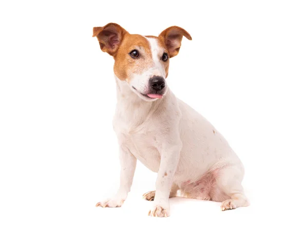 Dog jack russell terrier looks up on a white background — ストック写真