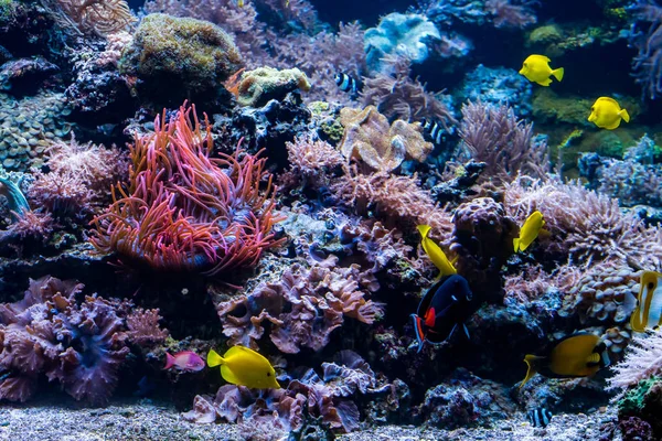 Underwater coral reef landscape with colorful fish and marine li — Stock Photo, Image