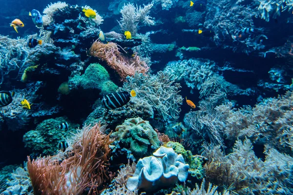 रंगीन पानी के नीचे अपतटीय चट्टान चट्टानों के साथ कोरल और स्पंज और एक नीले महासागर में तैरने वाली छोटे उष्णकटिबंधीय मछली — स्टॉक फ़ोटो, इमेज