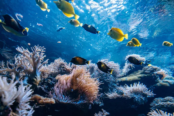 Víz alatti színes part menti sziklás zátony-val korall és a szivacsok és a kis trópusi halak úszni által a kék óceán — Stock Fotó