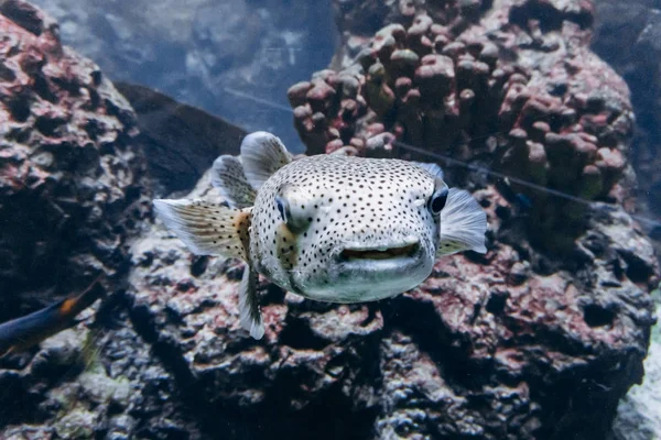 Diodon di pesce nell'acquario. Bellissimo diodon di pesce . — Foto Stock