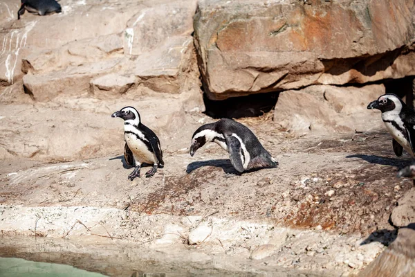 Маленький пингвин, стоящий на скале, греющийся на солнце — стоковое фото