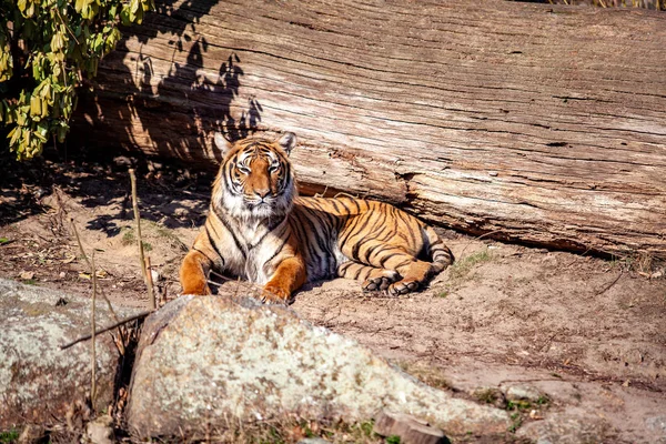 Een tijger zittend in een dierentuin op de afgronden — Stockfoto