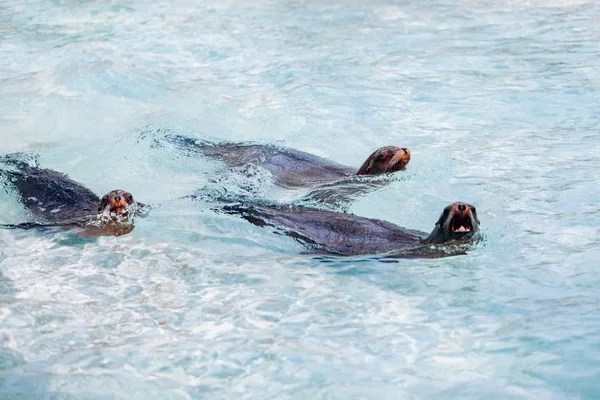Морські леви плавають у бірюзовій морській воді — стокове фото