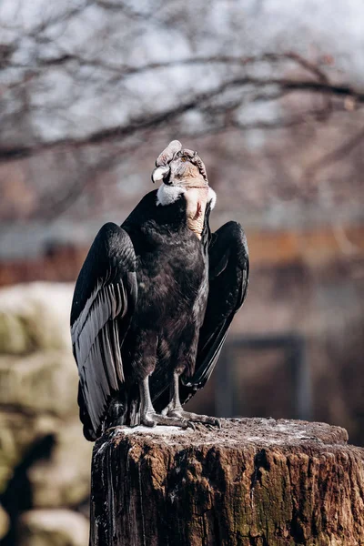 Andean condor sits on an old log cabin tree — Stock Photo, Image