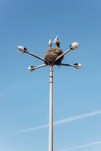 Les cigognes nichent sur un lampadaire dans le secteur privé — Photo