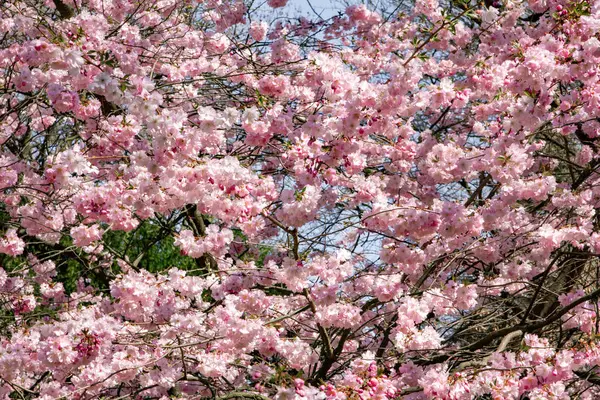 家の近くの庭でマグノリアの枝。開花マグノリアの木 — ストック写真