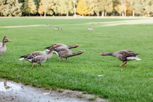 Vadlibák sétálnak a parkban. Szürke liba. — Stock Fotó