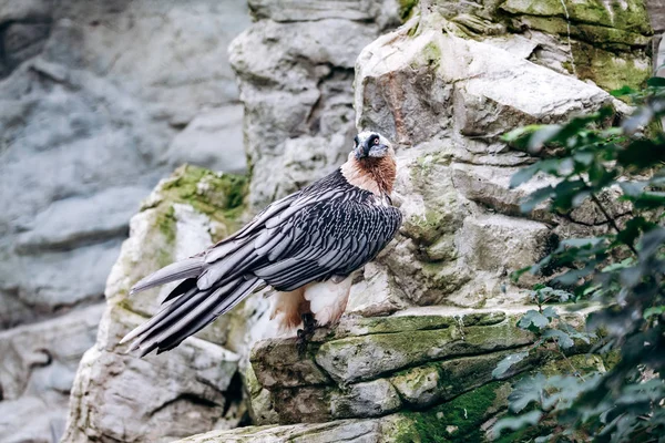 Vulture bearded sitting in the steppe on the rocks — Stock Photo, Image