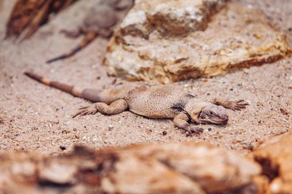 Lagarto no Parque a banhar-se ao sol — Fotografia de Stock