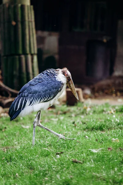 Bocian Marabou w parku. Bociany Marabou w Parku Narodowym. — Zdjęcie stockowe