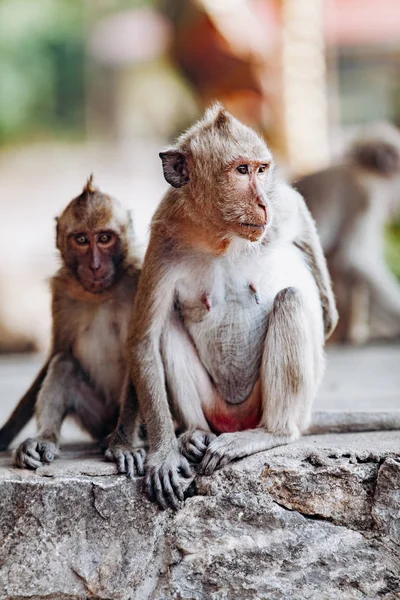 Singe maimun dans le parc national. Singe maimum assis sur un rocher . — Photo