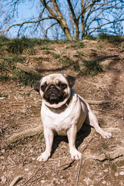 Pug promenader i parken i varmt sommarväder — Stockfoto