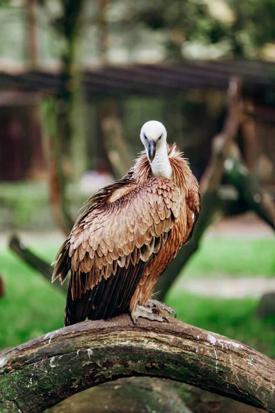 A vulture sits on a branch. Scavenger vulture sits on a branch. The vulture is ready to hunt. — Stock Photo, Image