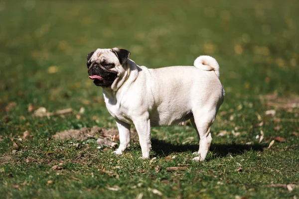 Pug spacery w parku w ciepłej letniej pogodzie — Zdjęcie stockowe