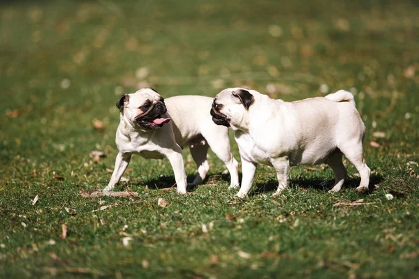 Zwei lustige Mops-Spaziergänge im Sommer im Park — Stockfoto