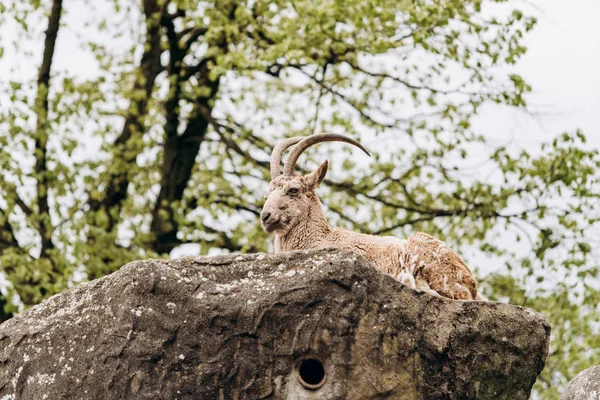 Brown mountain goat lying on the rocks — Stock Photo, Image