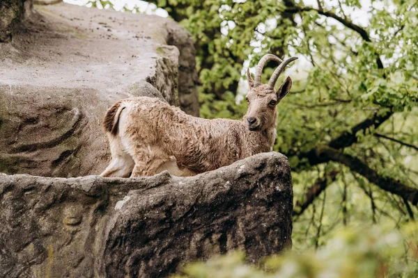 Brown montanha cabra caminha sobre rochas — Fotografia de Stock
