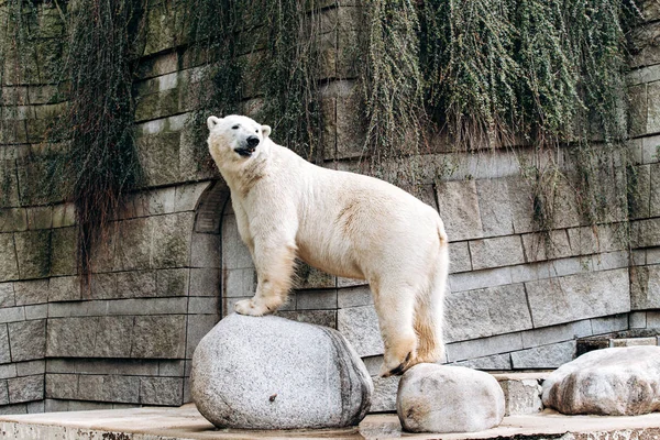 Niedźwiedź polarny w zoo. Wielki biały niedźwiedź. — Zdjęcie stockowe