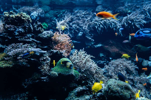 Belo mundo subaquático. Mundo do mar com peixes e seus habitantes — Fotografia de Stock