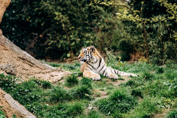 stock image Large tiger lying on the lawn. Tiger basks in the sun