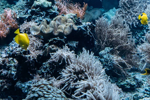Acuario con corales, arrecifes y peces. Mundo marino —  Fotos de Stock