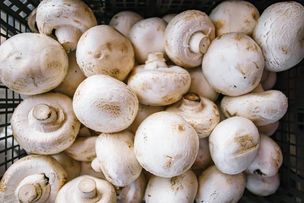 Photo Picture of Fresh White Mushroom Food Background Texture. A lot of mushrooms in the basket — Stock Photo, Image