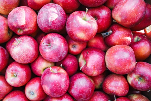 Punaiset omenat tausta, juuri poimittuja maukkaita hedelmiä — kuvapankkivalokuva