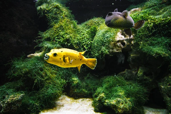 Flotteurs jaunes d'acronyme dans l'eau, aquarium artificiel — Photo