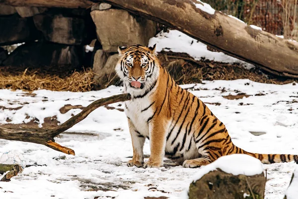 Tigre caminha em solo coberto de neve — Fotografia de Stock